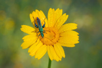 /album/foto-adriano/coleottero-oedemera-nobilis-jpg/